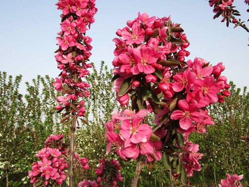 芭蕾舞海棠