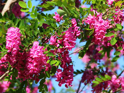 香花槐