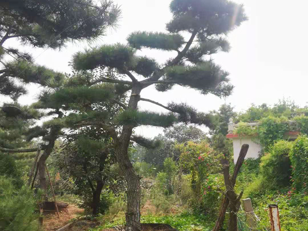 造型油松