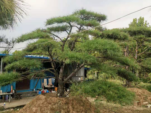 泰安市宁泰苗木种植有限公司