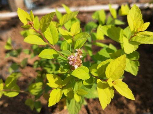 金山绣线菊