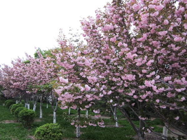 泰安市宁泰苗木种植有限公司坐落于美丽的泰山脚下，主要经营绿化苗