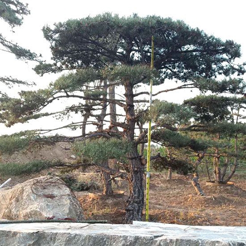 造型松树雨季积水问题该如何解决