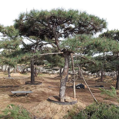 造型松栽植之后应该如何管理