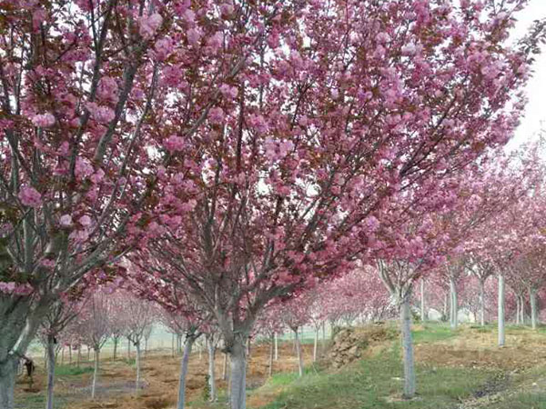 关山樱花