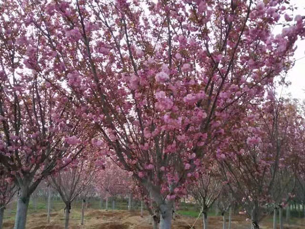 关山樱花